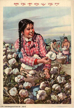 The Bumper Cotton Harvest Makes Our Hearts Bloom